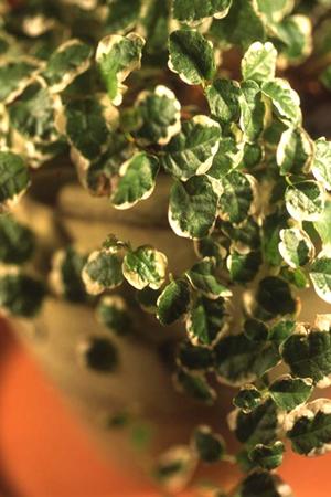 家庭での最適なスピーカー配置方法徹底解説｜音響環境を劇的に向上させるポイント